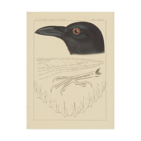 Wild Apple Portfolio 'Bird Prints II' Canvas Art,18x24